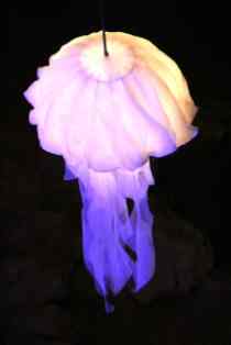 Caves - jellyfish 2